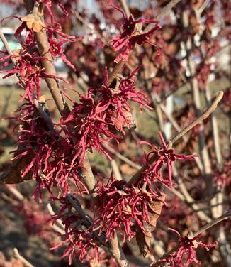 Hamamelis vernalis 'Purple Ribbons' - Ozark Witchhazel from Pleasant Run Nursery