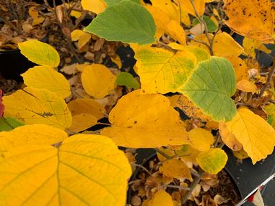 Hamamelis virginiana 'Winter Champagne' - Common Witchhazel from Pleasant Run Nursery