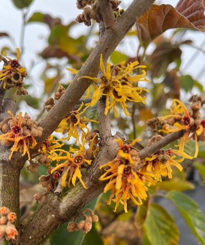 Hamamelis virginiana 'Winter Champagne' - Common Witchhazel from Pleasant Run Nursery