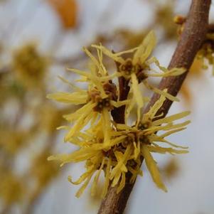 Hamamelis virginiana Harvest Moon