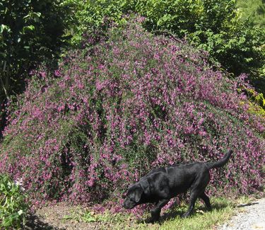 Lespedeza thunbergii 'Gibraltar' - Bush Clover