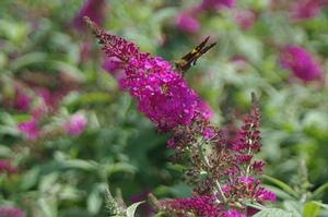 Buddleia davidii Miss Ruby