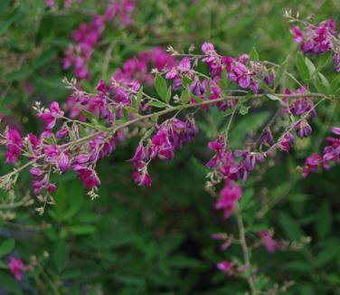 Lespedeza thunbergii Gibraltar 