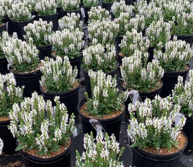 Salvia nemorosa 'Bumblesnow' - Meadow Sage from Pleasant Run Nursery