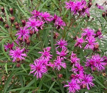 Vernonia x 'Southern Cross' - Ironweed from Pleasant Run Nursery