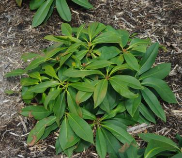 Illicium floridanum 'Swamp Hobbit' - Florida Anise Tree from Pleasant Run Nursery