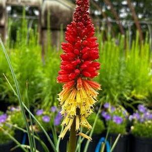 Kniphofia x Pyromania® 'Solar Flare'