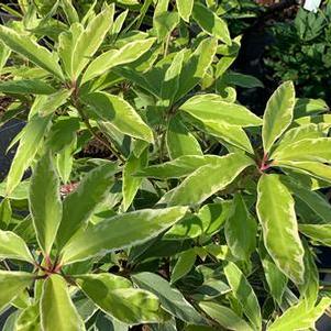 Illicium floridanum Pink Frost