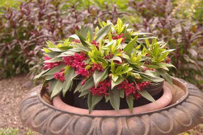 Illicium floridanum 'Swamp Hobbit' - Florida Anise Tree from Pleasant Run Nursery