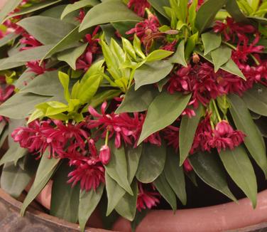 Illicium floridanum 'Swamp Hobbit' - Florida Anise Tree from Pleasant Run Nursery