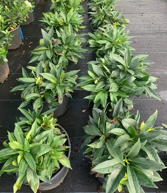 Illicium floridanum 'Swamp Hobbit' - Florida Anise Tree from Pleasant Run Nursery