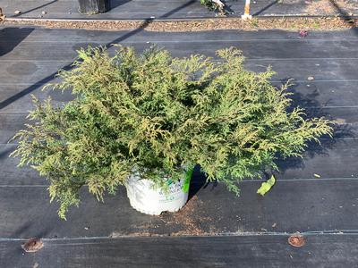 Microbiota decussata Celtic Pride - Russian Arborvitae from Pleasant Run Nursery