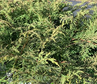 Microbiota decussata Celtic Pride - Russian Arborvitae from Pleasant Run Nursery