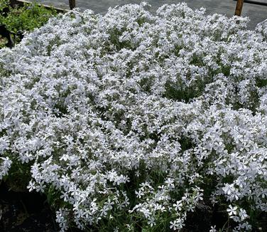 Phlox divaricata 'May Breeze' - Woodland Phlox from Pleasant Run Nursery