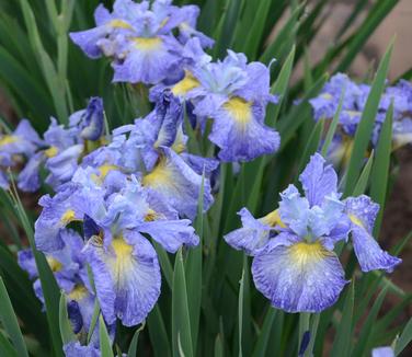 Iris sibirica 'Cape Cod Boys' - Siberian Iris Photo: Walters Gardens