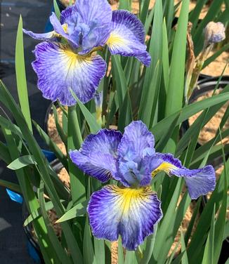 Iris sibirica 'Cape Cod Boys' - Siberian Iris from Pleasant Run Nursery