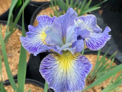 Iris sibirica 'Cape Cod Boys' - Siberian Iris from Pleasant Run Nursery