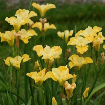 Iris siberica 'Sunfisher' - Photo: Walters Gardens Inc.