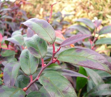 Leucothoe axillaris - Coast Leucothoe from Pleasant Run Nursery