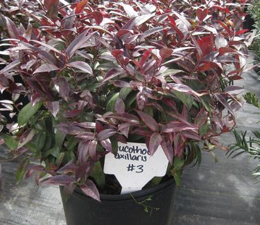 Leucothoe axillaris - Coast Leucothoe