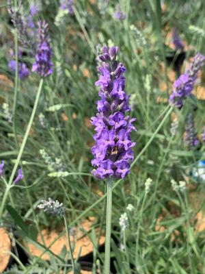 Lavandula x intermedia 'Sensational!' - Lavender from Pleasant Run Nursery