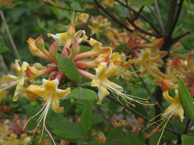 Rhododendron austrinum 'Millie Mac' - Florida Azalea from Pleasant Run Nursery