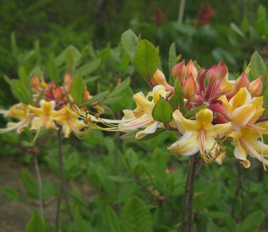 Rhododendron austrinum 'Millie Mac' - Florida Azalea from Pleasant Run Nursery