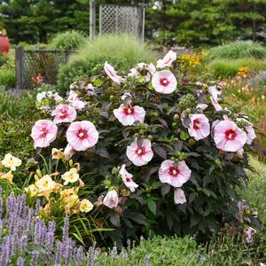 Hibiscus x 'Summerific 'Cherry Choco Latte'- Photo: Walters Gardens Inc