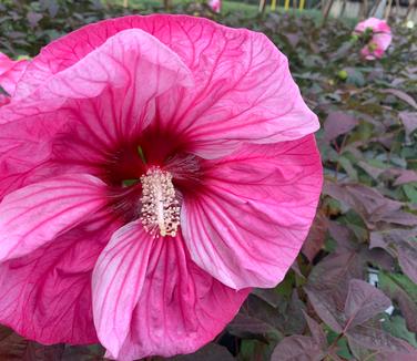 Hibiscus x Summerific? 'Cherry Choco Latte' - Rose Mallow from Pleasant Run Nursery