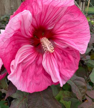 Hibiscus x Summerific? 'Cherry Choco Latte' - Rose Mallow from Pleasant Run Nursery