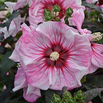 Hibiscus x 'Summerific 'Cherry Choco Latte'- Photo: Walters Gardens Inc