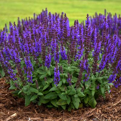 Salvia nemorosa 'Bumbleblue' - Photo: Walters Gardens Inc