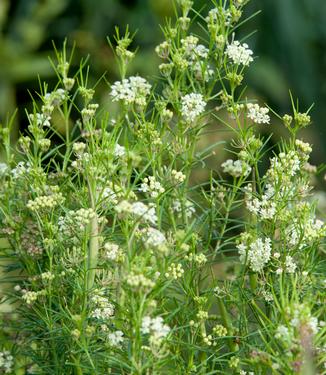 Asclepias verticillata - Whorled Milkweed (Photo: North Creek Nurseries)