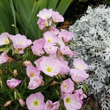 Oenothera berlanderi 'Siskiyou' - Evening Primrose (Photo: North Creek Nurseries)