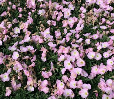 Oenothera berlanderi 'Siskiyou' - Evening Primrose 