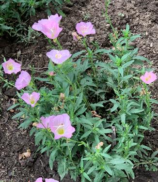 Oenothera berlanderi 'Siskiyou' - Evening Primrose from Pleasant Run Nursery