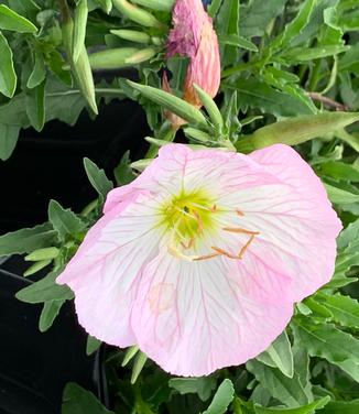 Oenothera berlanderi 'Siskiyou' - Evening Primrose from Pleasant Run Nursery