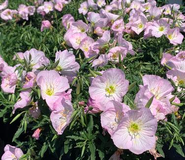 Oenothera berlanderi 'Siskiyou' - Evening Primrose from Pleasant Run Nursery