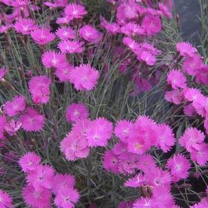 Dianthus gratianopolitanus Firewitch