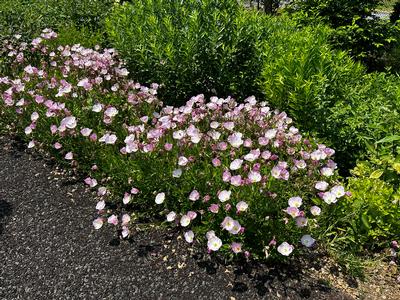 Oenothera berlanderi 'Siskiyou' - Evening Primrose 