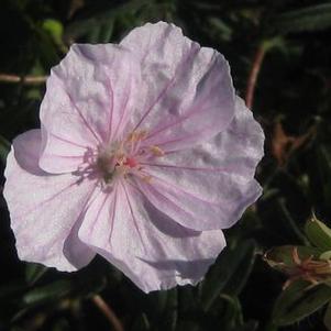 Geranium sanguineum var. striatum 