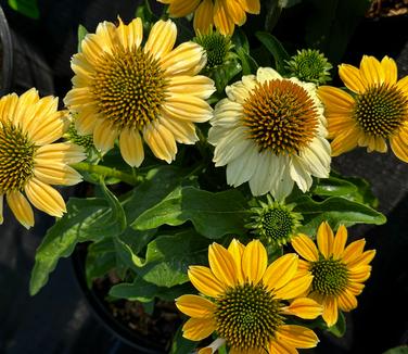 Echinacea purpurea 'Mellow Yellows' - Coneflower from Pleasant Run Nursery