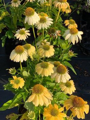 Echinacea purpurea Mellow Yellows - Coneflower- Mellow Yellows from Pleasant Run Nursery