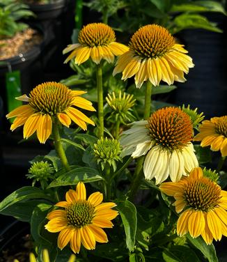 Echinacea purpurea 'Mellow Yellows' - Coneflower from Pleasant Run Nursery