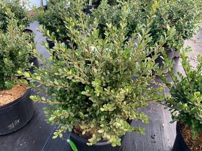 Ilex crenata Compacta