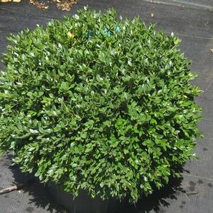 Buxus x Green Velvet