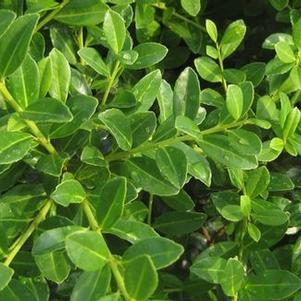 Ilex crenata Green Lustre