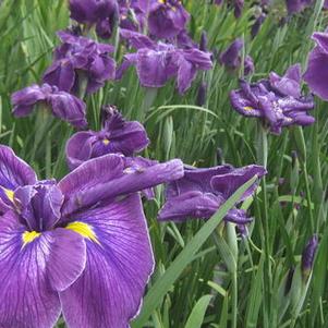 Iris ensata Happy Awakening