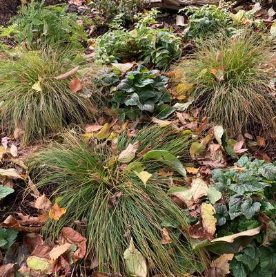 Carex appalachica 