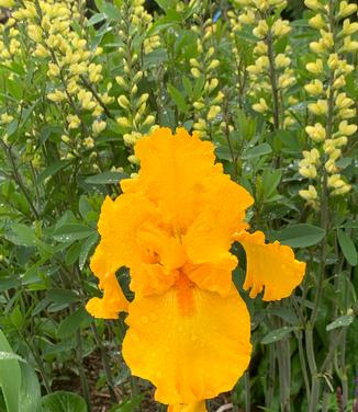 Iris germanica 'Firebreather' - German Bearded Iris from Pleasant Run Nursery